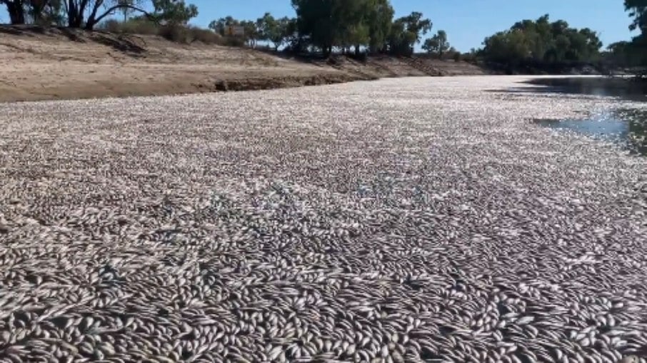 Milhões de peixes mortos em rio na Austrália