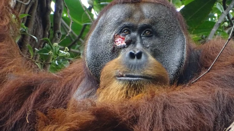 Orangotango selvagem é visto usando planta para curar ferida