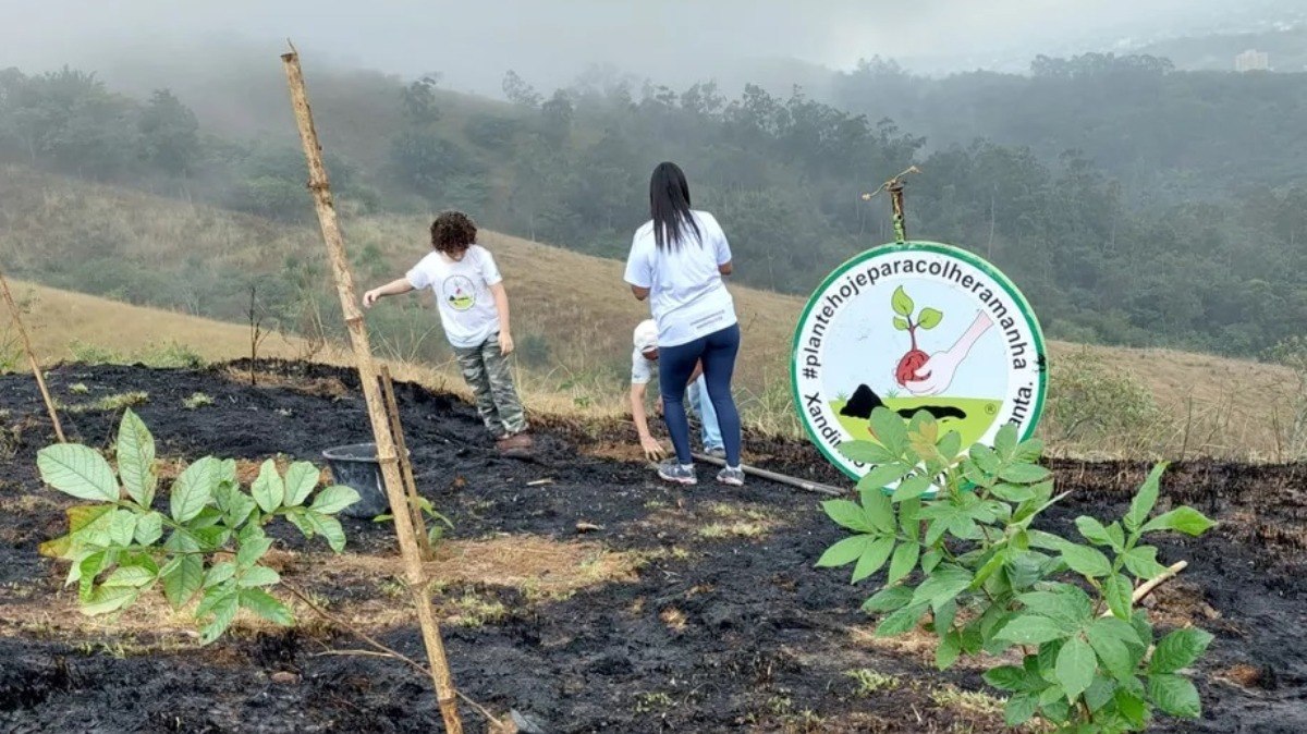 Depois do incêndio, que pode ter sido criminoso, o plantio das mudas recomeçou na área 