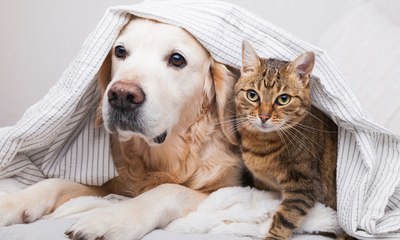 Você sabe qual pet sente mais frio? Será que é o seu?