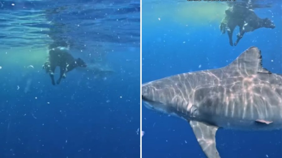Vaca cai de morro no e é devorada por tubarões no oceano; assista