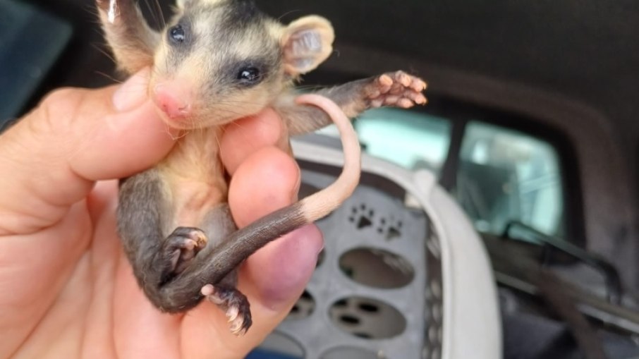 Primavera aumenta ocorrências envolvendo animais selvagens 