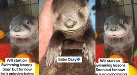 Filhote de lontra tem final feliz após família ser morta; veja o vídeo