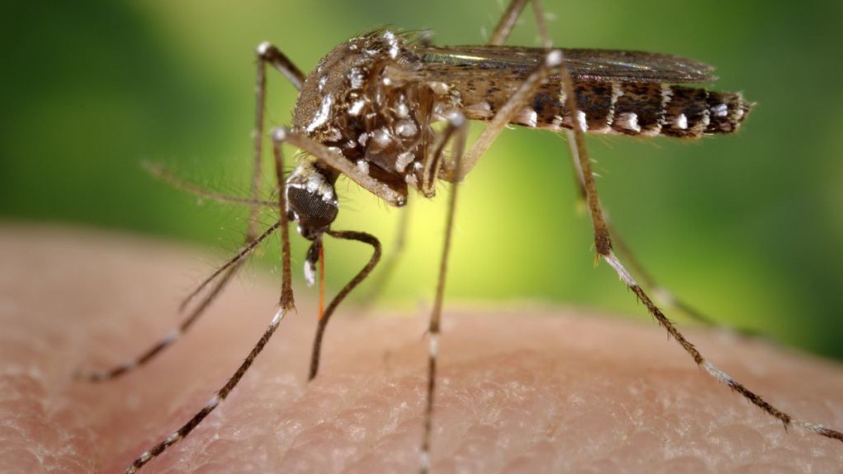 Governo de SP decreta estado de emergência para dengue