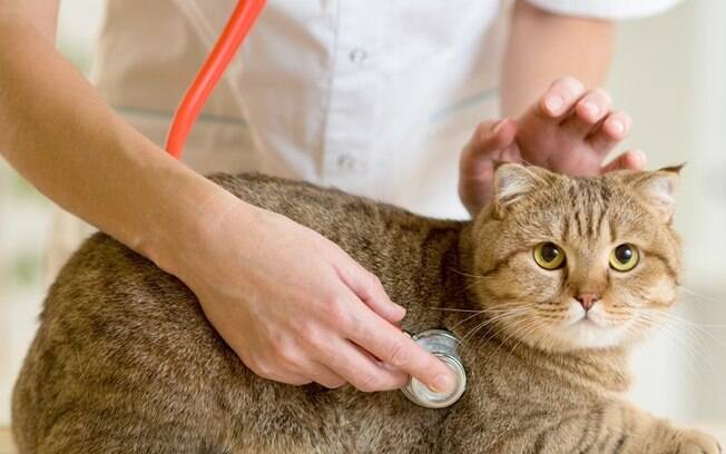 Outubro rosa: câncer de mama também acomete animais de estimação