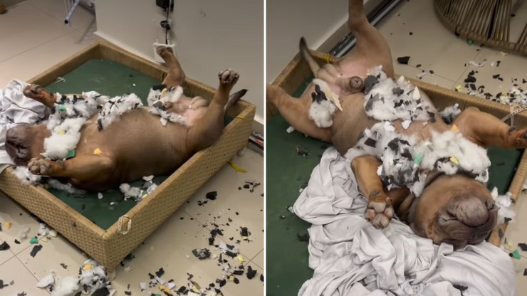 American Bully se finge de morto após destruir a própria caminha