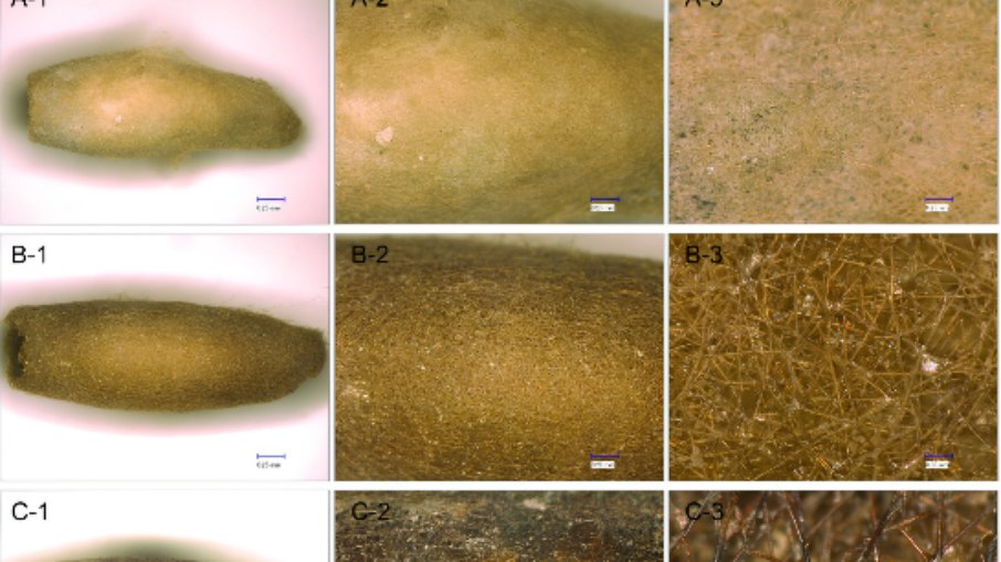 Casulos de bicho-da-seda de 4 mil anos encontrados no Uzbequistão redefinem a história do tecido na Ásia Casulos de bicho-da-seda de 4 mil anos encontrados no Uzbequistão redefinem a história do tecido na Ásia