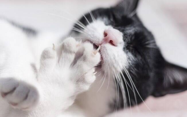Extração de unhas de gato é prejudicial ao animal