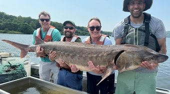 Peixe ou monstro? Criatura de 1,80 metro é capturada por pescadores