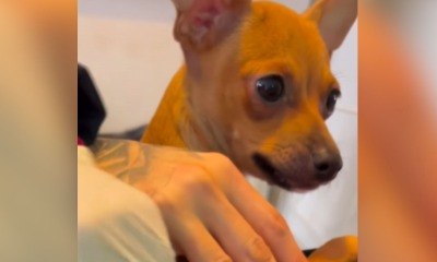 Pinscher encanta com reação atrasada ao sentir a dor da vacina