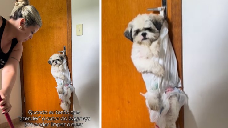 Cão para viagem? Pet termina dentro de sacola após bagunça