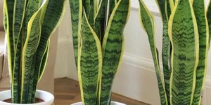Plantas podem oferecer risco de vida aos pets