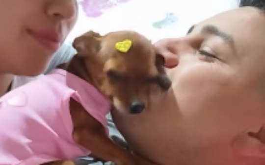 Pinscher interrompe beijos entre casal de tutores