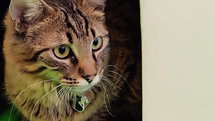 Gatcha permite que os gatos sejam adotados em parceria com a ONG Abrigo Anjo Gabriel