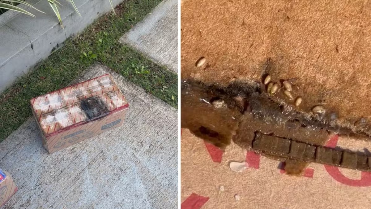 Procon encontra leite com larvas e carnes podres em atacadista