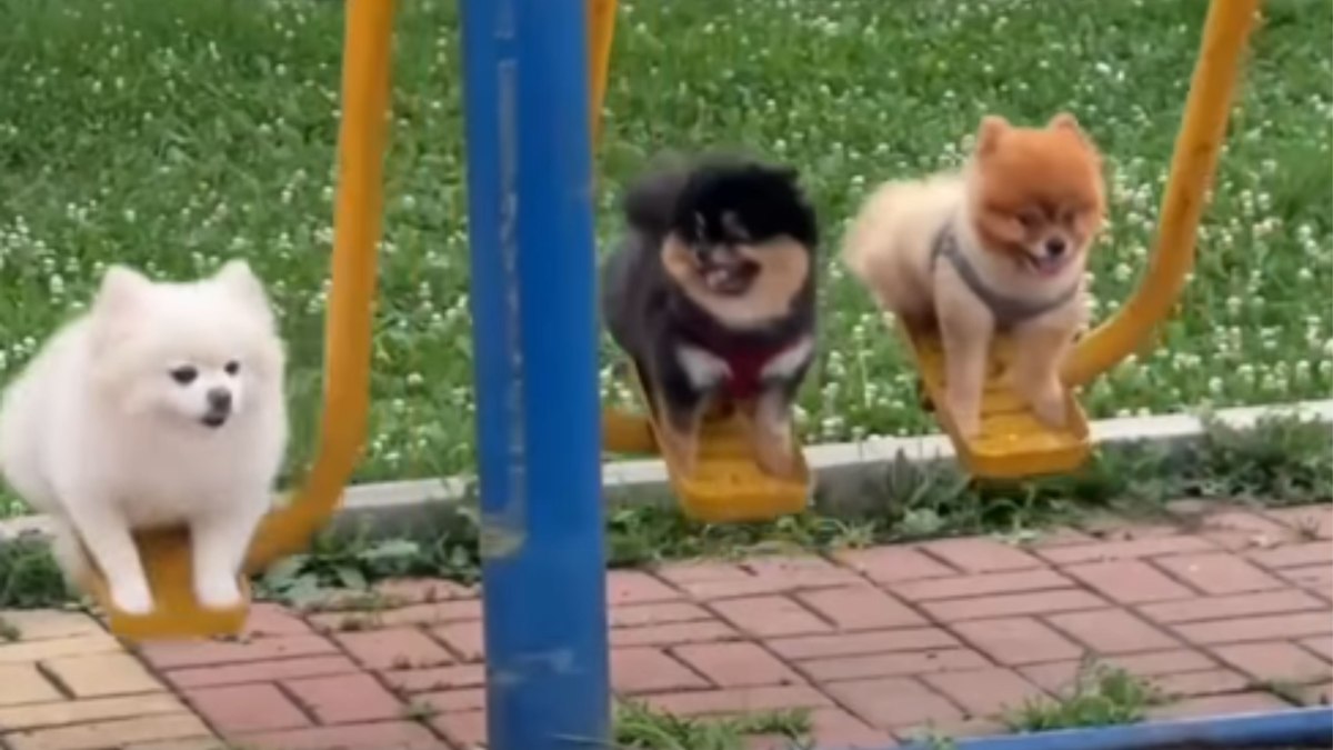 Cães usam aparelhos de exercícios ao lado dos tutores na China Cães usam aparelhos de exercícios ao lado dos tutores na China