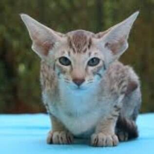 Oriental Shorthair