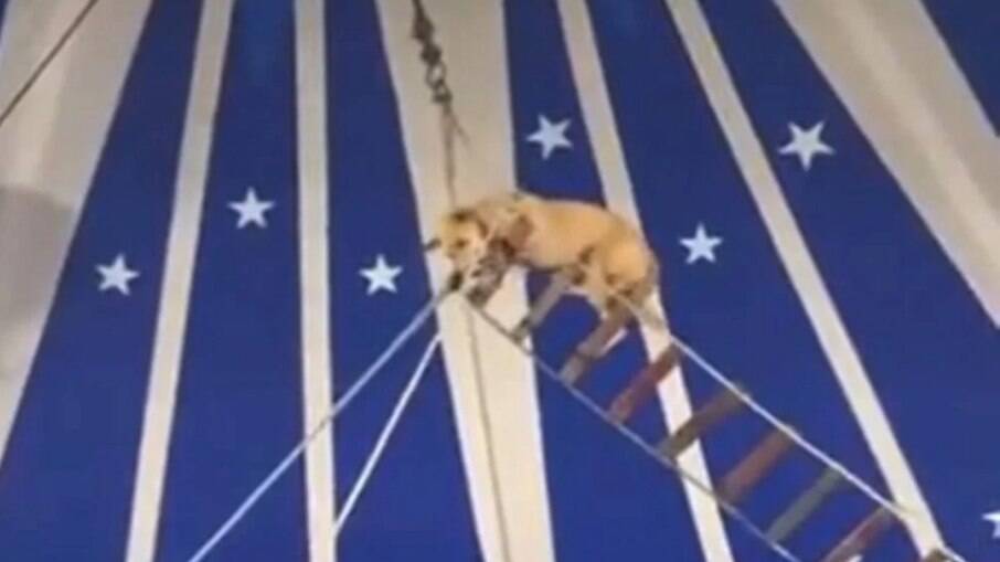 Circo é notificado por realizar acrobacia com cachorro no Ceará