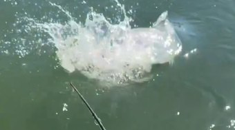 Pescador%20fisga%20cachorra%20gigante%20no%20Rio%20Teles%20Pires