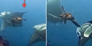 Vídeo mostra tartaruga batendo em arraia-manta e diverte web