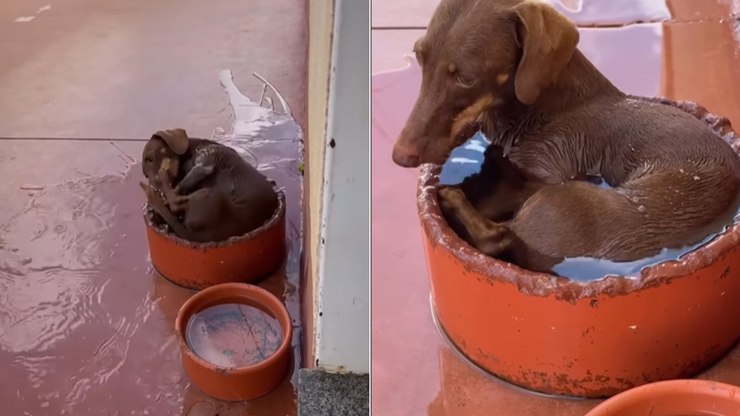 Dachshund dribla o calor e tutora brinca: "Água de salsicha"