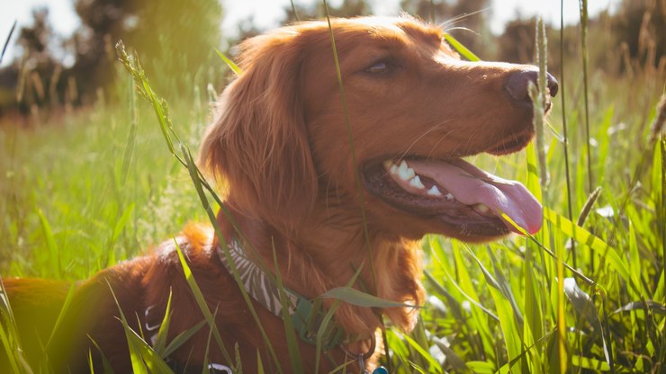 Guia de Raças: conheça o Setter Irlandês, um cão alegre e companheiro