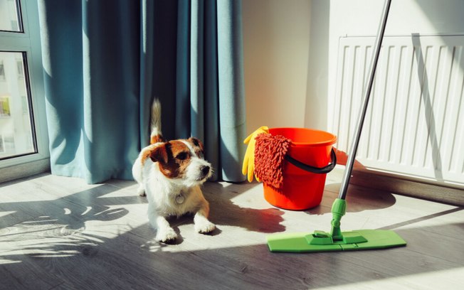7 dicas para limpar o xixi de cachorro e eliminar o odor