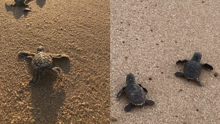 Mais de 100 tartarugas-de-pente nascem em praia da Paraíba