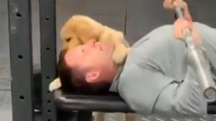 Cãozinho "ajudando" dono em academia é a coisa mais fofa que você vai ver hoje