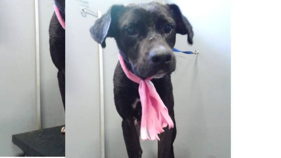 Atualmente estão disponíveis no local mais de cem animais aguardando uma nova família. Atualmente estão disponíveis no local mais de cem animais aguardando uma nova família.