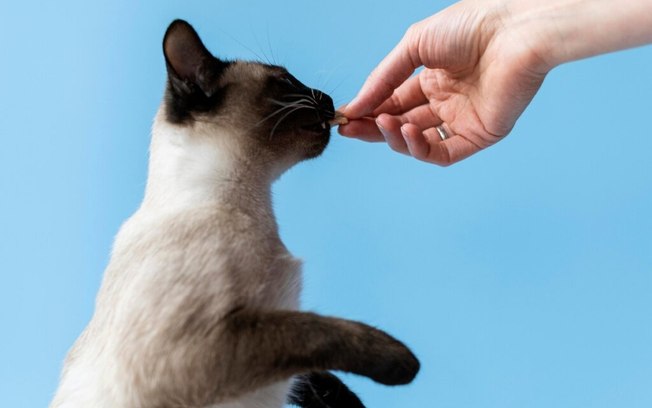 10 cuidados com o gato após a castração