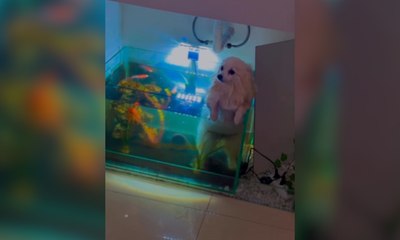 Tutor flagra cadelinha se refrescando dentro de aquário