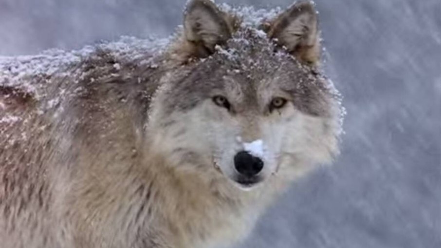 São poucos os registros de ataques por lobos São poucos os registros de ataques por lobos
