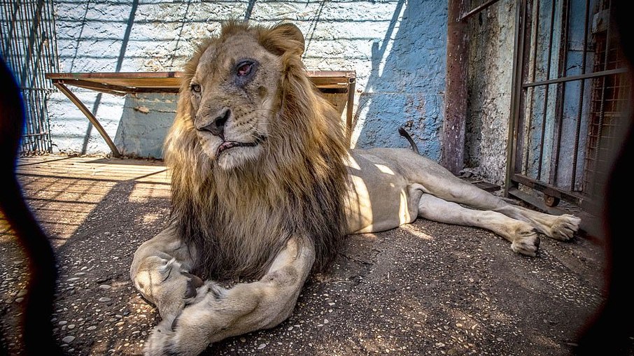 Leões são abandonados em zoológico de Rafah