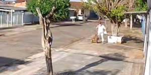 VÍDEO: Mulher é atacada por pitbull ao voltar do mercado no MS