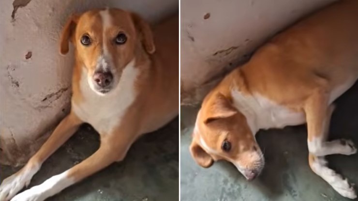 Cachorro caramelo surpreende tutor ao aceitar banho sem fugir