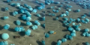 Vídeo: águas-vivas na região da Califórnia repercutem na web