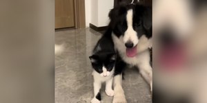 Amizade entre cão e gato encanta a web: "Que amor!"