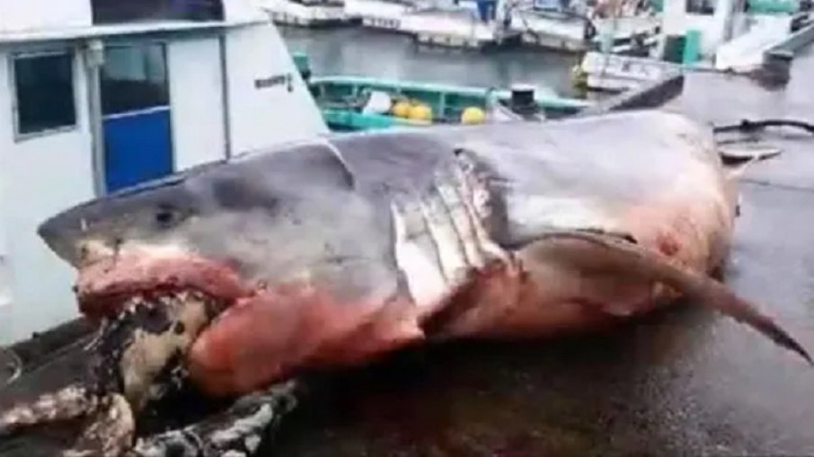 Tubarão morto após se engasgar com tartatura