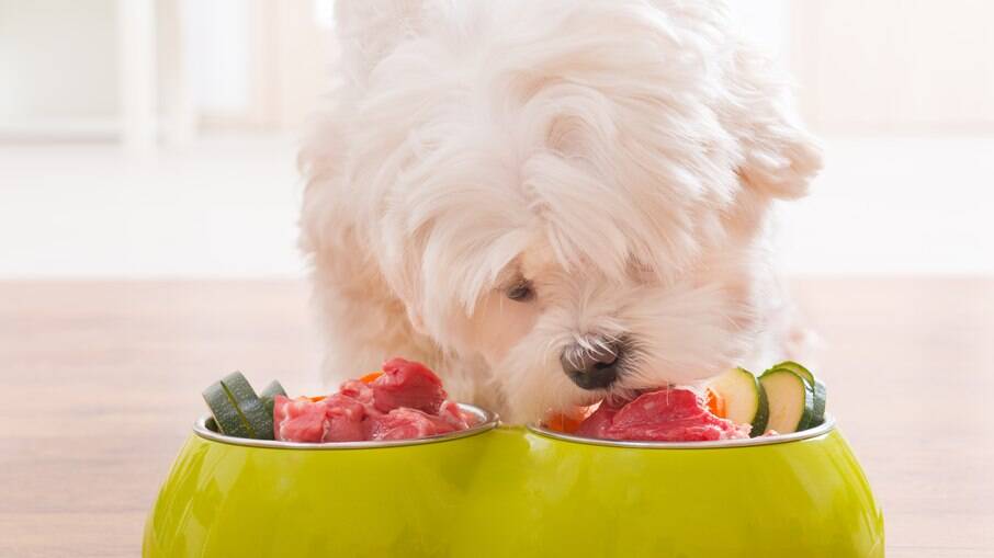 Alimentos naturais são parte complementar na dieta do pet