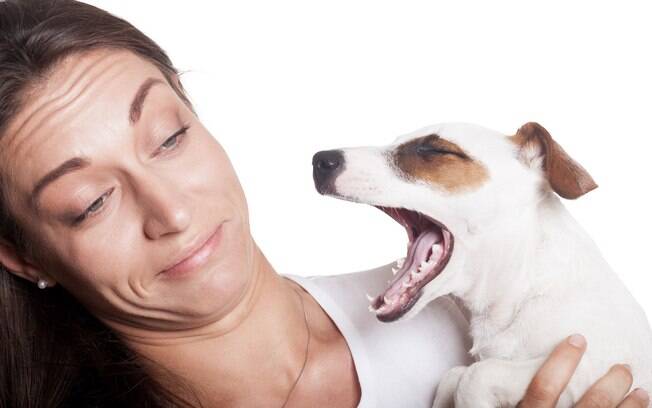 Normalmente, um cachorro com mau hálito persistente tem problemas digestivos ou na gengiva, como gengivite