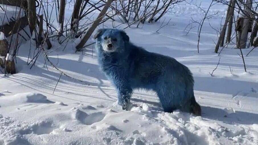 Cachorros azuis são vistos na Rússia e chamam a atenção nas redes sociais