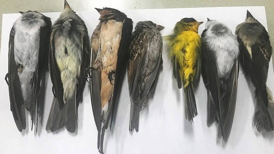 Doença misteriosa está matando pássaros nos EUA