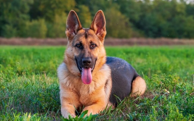 10 motivos para ter um cachorro pastor alemão