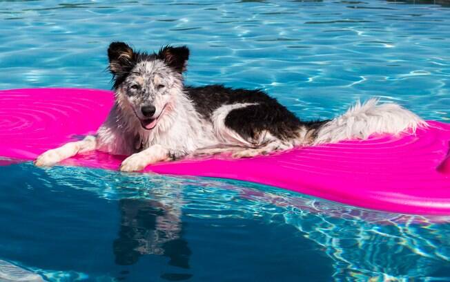 É preciso dar banho no cachorro após brincadeiras com água ou na piscina