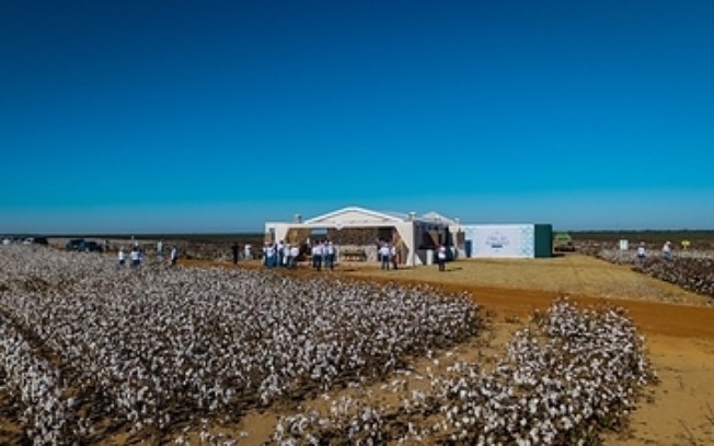 Bayer reúne cadeia da cotonicultura em Sorriso para apresentar o futuro da biotecnologia Bollgard no Brasil