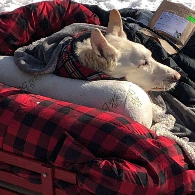 Cão paralisado em carrinho improvisado