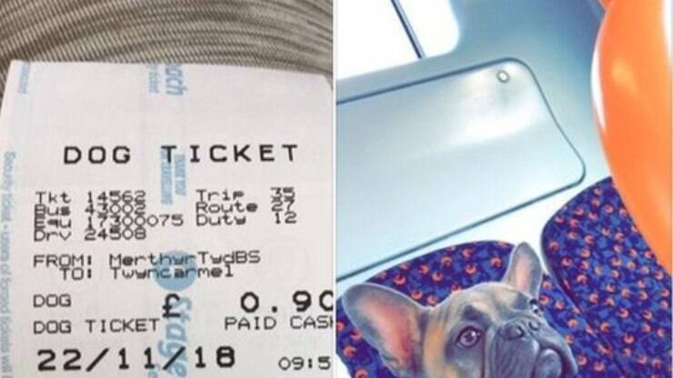 Bulldog Francês reivindica um banco no ônibus após motorista exigir sua passagem