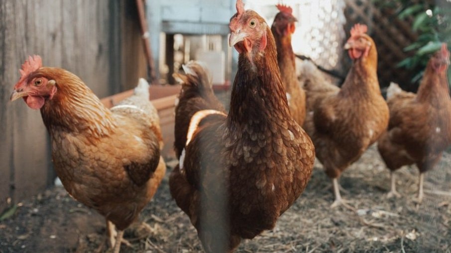 Doença em animais domésticos não é considerada um novo surto Doença em animais domésticos não é considerada um novo surto