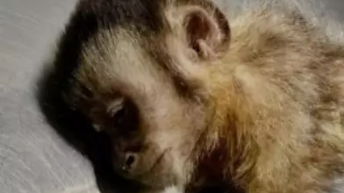 Macaco-prego baleado no Rio de Janeiro morre durante cirurgia Macaco-prego baleado no Rio de Janeiro morre durante cirurgia